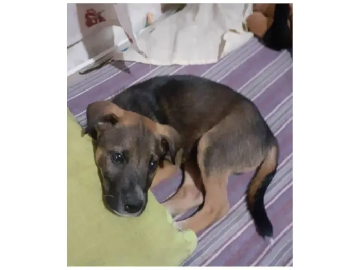 Cachorro ra a SRD-ViraLata idade 2 a 6 meses nome Noah