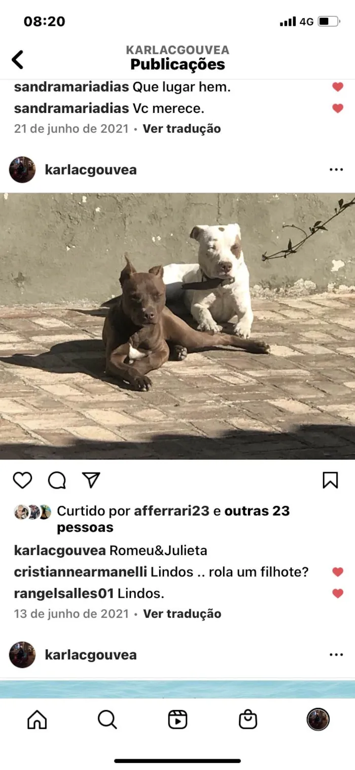 Cachorro ra a Pit-Bull idade 2 anos nome Romeu & Julieta 
