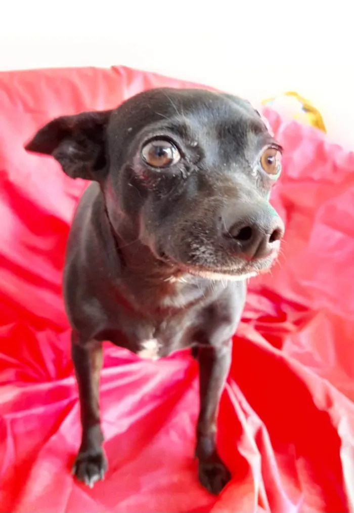 Cachorro ra a Pincher mestiça  idade 5 anos nome Neguinha