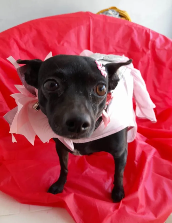 Cachorro ra a Pincher mestiça  idade 5 anos nome Neguinha