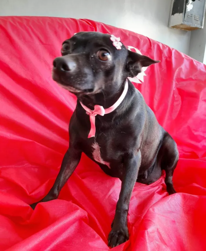 Cachorro ra a Pincher mestiça  idade 5 anos nome Neguinha