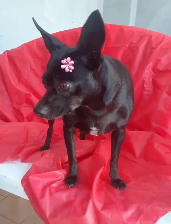 Cachorro ra a Pincher mestiça  idade 5 anos nome Neguinha