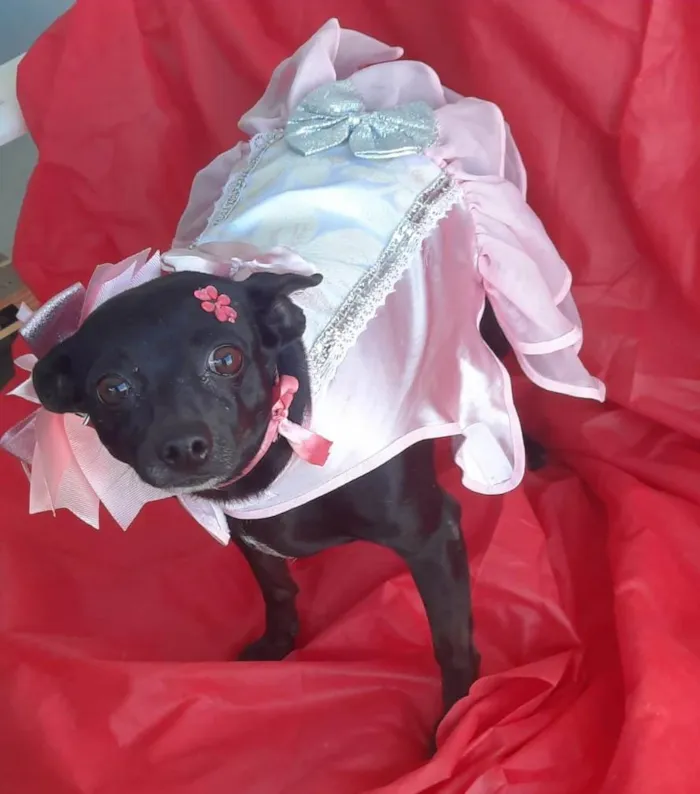 Cachorro ra a Pincher mestiça  idade 5 anos nome Neguinha