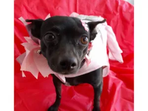 Cachorro raça Pincher mestiça  idade 5 anos nome Neguinha