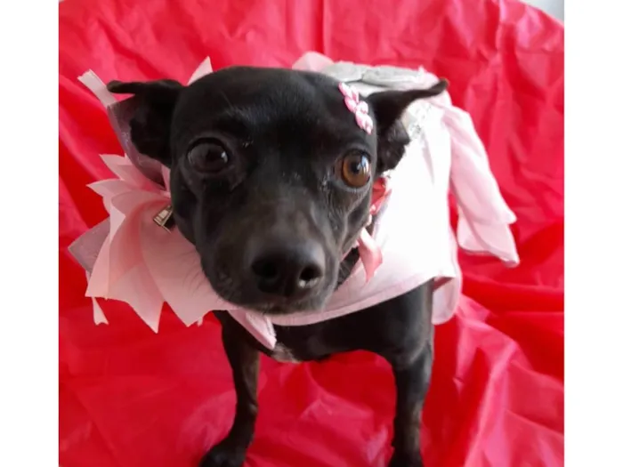 Cachorro ra a Pincher mestiça  idade 5 anos nome Neguinha