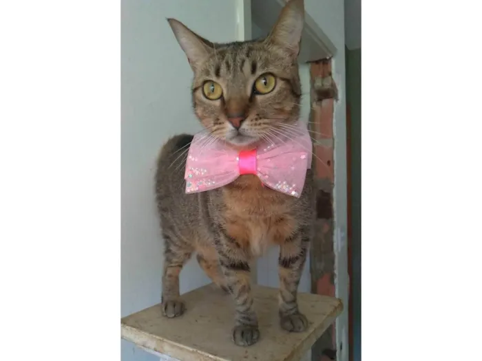 Gato ra a SRD-ViraLata idade 2 anos nome Nala