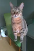 Nala