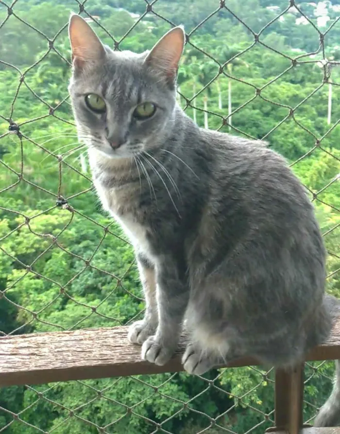 Gato ra a SRD-ViraLata idade 2 anos nome Adelly 