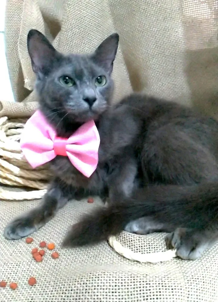 Gato ra a SRD idade  nome Prana