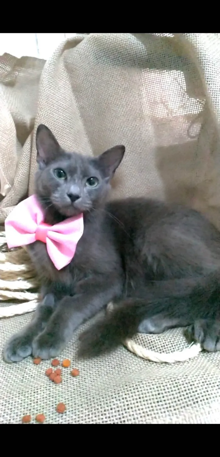 Gato ra a SRD idade  nome Prana