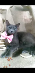 Prana