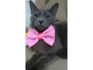 Gato raça SRD idade  nome Prana