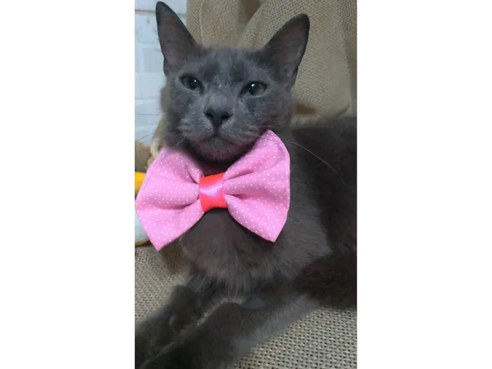 Gato ra a SRD idade  nome Prana