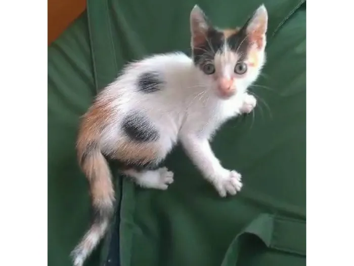 Gato ra a SRD-ViraLata idade 2 a 6 meses nome Nadine