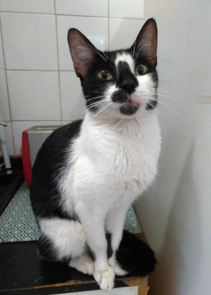 Gato ra a SRD-ViraLata idade 7 a 11 meses nome Celinna