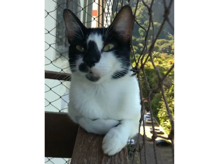 Gato ra a SRD-ViraLata idade 7 a 11 meses nome Celinna