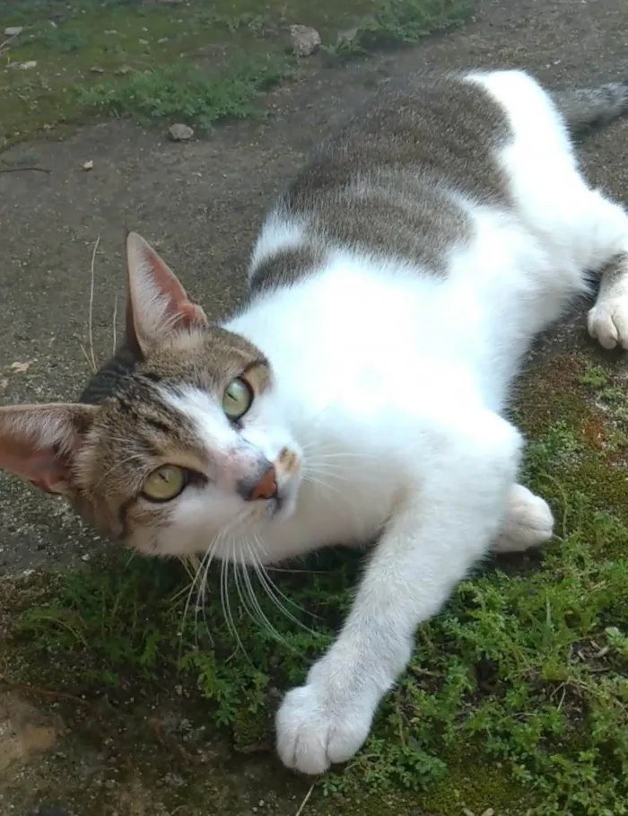Gato ra a SRD-ViraLata idade 2 anos nome Íris 