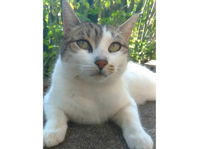 Gato ra a SRD-ViraLata idade 2 anos nome Íris 