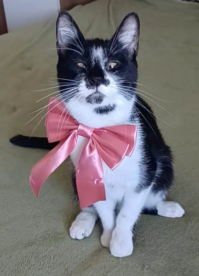 Gato ra a SRD-ViraLata idade 7 a 11 meses nome Ayka