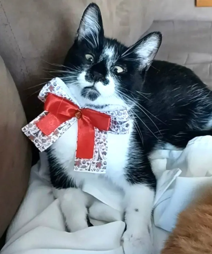 Gato ra a SRD-ViraLata idade 7 a 11 meses nome Ayka