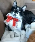 Ayka