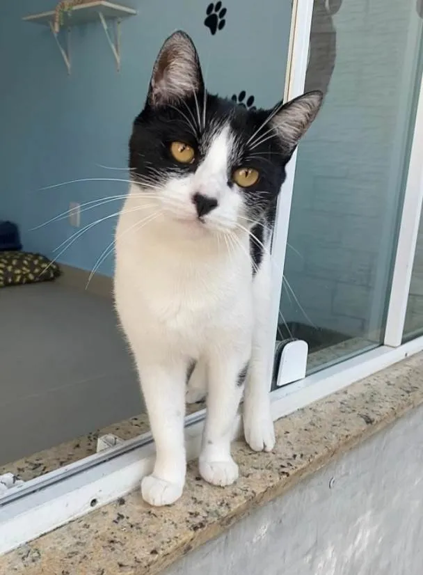 Gato ra a SRD-ViraLata idade 2 anos nome Maggie