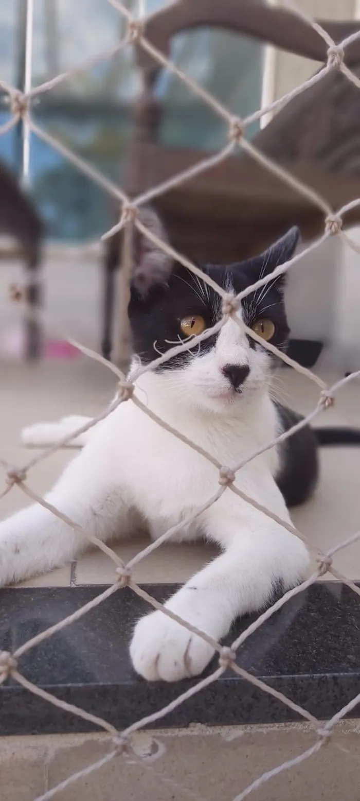 Gato ra a SRD-ViraLata idade 2 anos nome Maggie