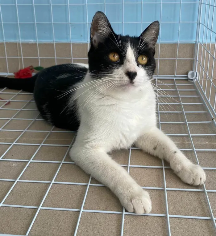 Gato ra a SRD-ViraLata idade 2 anos nome Maggie