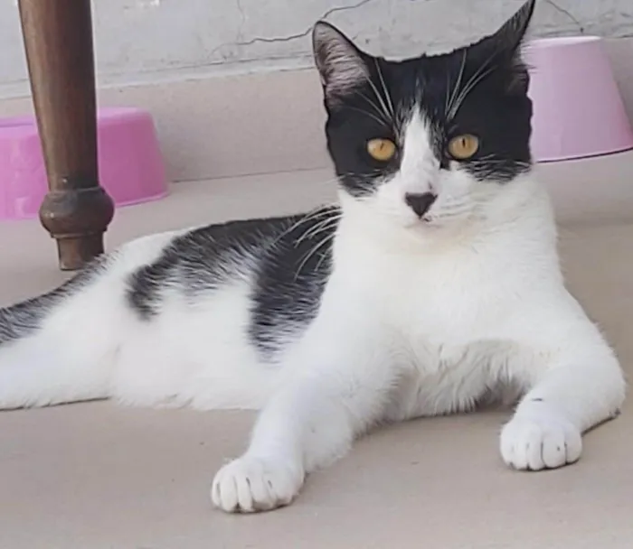 Gato ra a SRD-ViraLata idade 2 anos nome Maggie