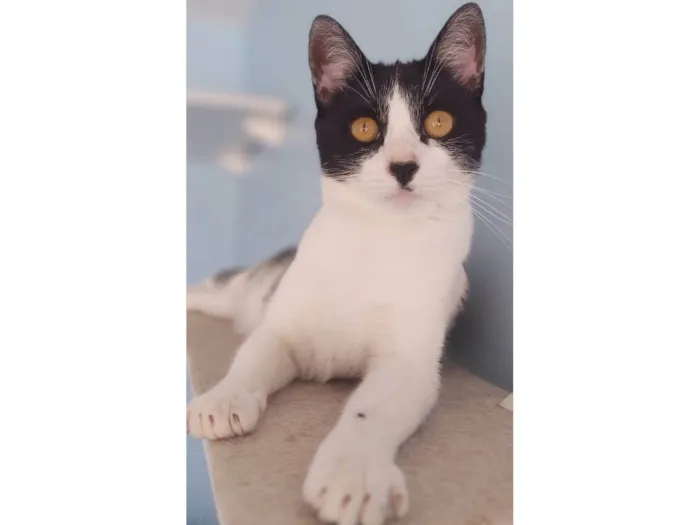 Gato ra a SRD-ViraLata idade 2 anos nome Maggie