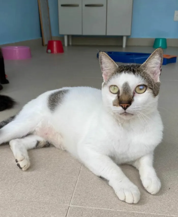 Gato ra a SRD-ViraLata idade 2 anos nome Adan