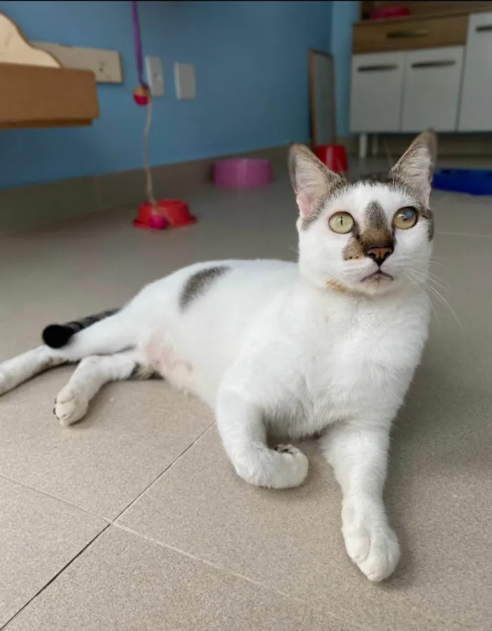 Gato ra a SRD-ViraLata idade 2 anos nome Adan