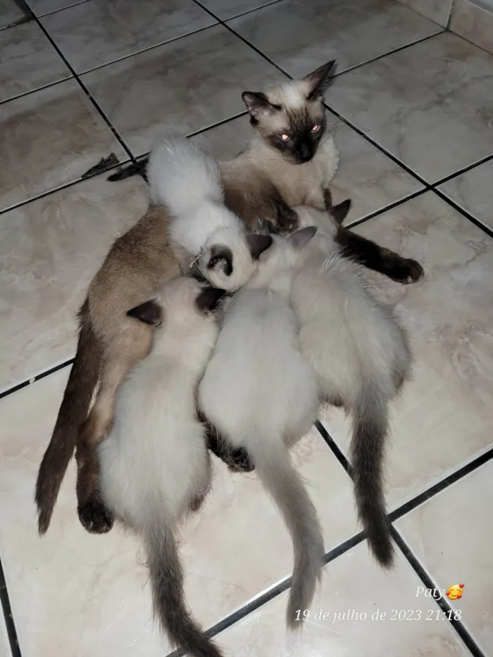 Gato ra a Siamês  idade 2 a 6 meses nome Eda,  Melo, aysha e jax