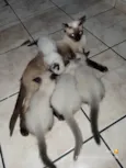 Eda, Melo, aysha e jax