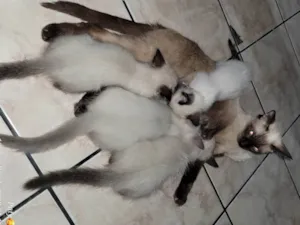 Gato raça Siamês  idade 2 a 6 meses nome Eda,  Melo, aysha e jax
