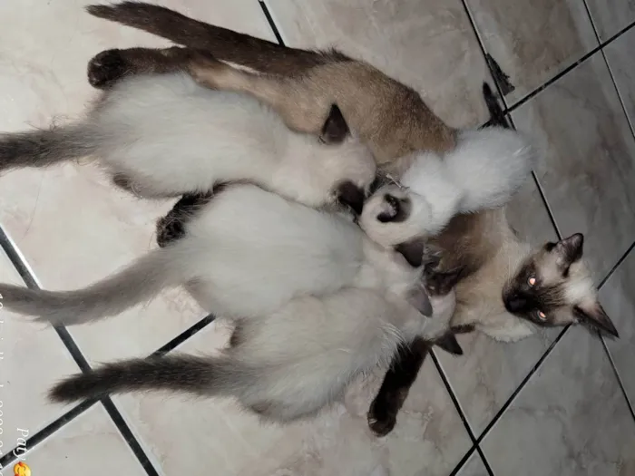 Gato ra a Siamês  idade 2 a 6 meses nome Eda,  Melo, aysha e jax