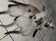 Eda, Melo, aysha e jax
