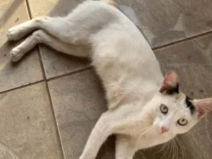 Gato raça SRD-ViraLata idade 2 a 6 meses nome Hope