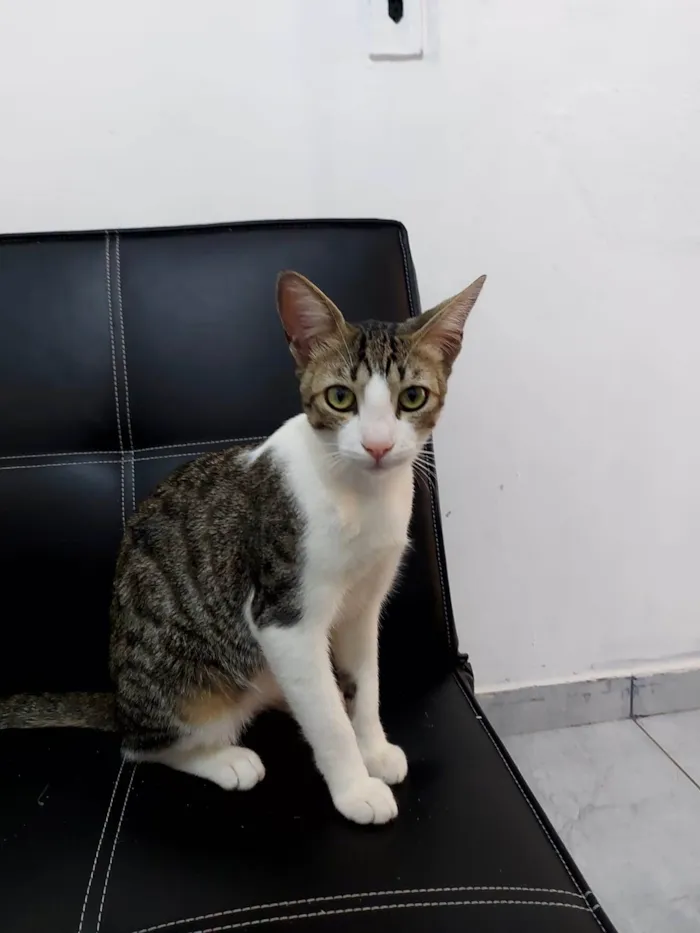 Gato ra a Listrado idade 7 a 11 meses nome Ludmillo