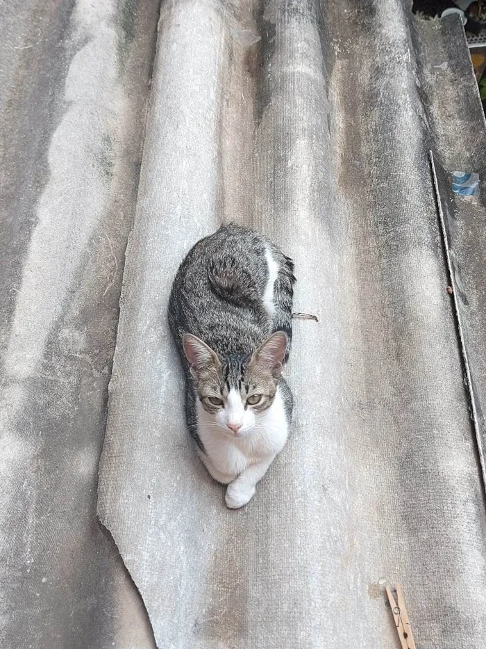 Gato ra a Listrado idade 7 a 11 meses nome Ludmillo