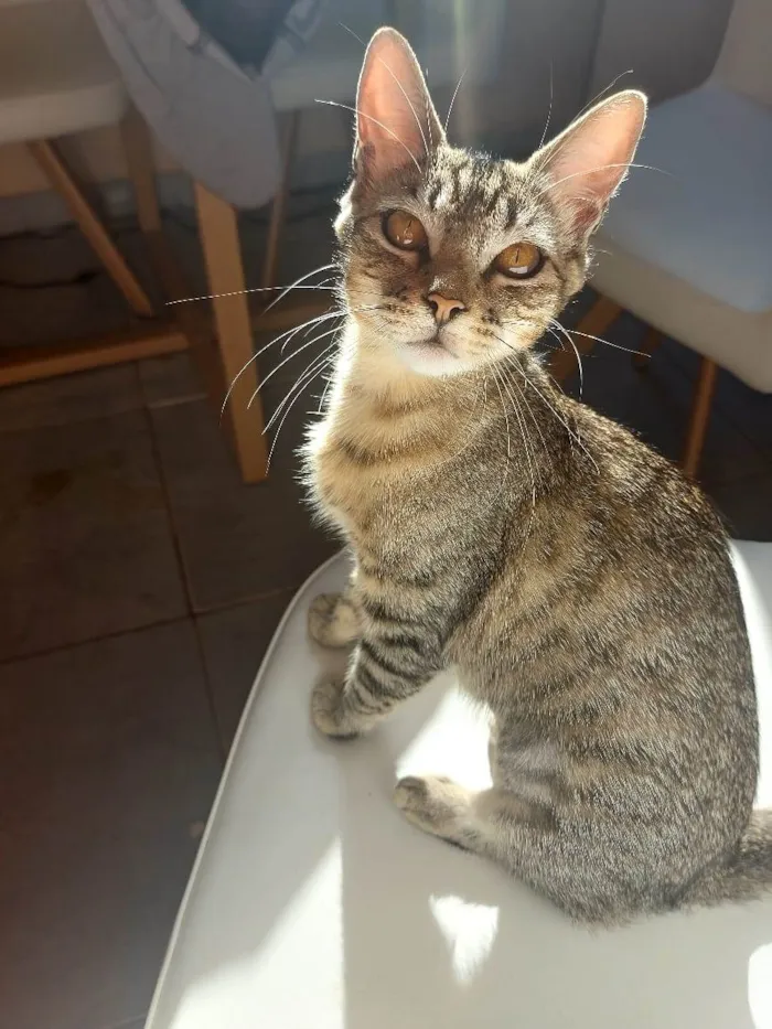 Gato ra a Listrada idade 7 a 11 meses nome Pantera