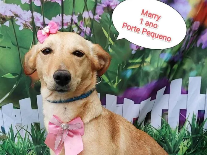 Cachorro ra a  idade 1 ano nome Marry
