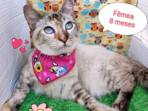 Gato raça  idade 7 a 11 meses nome Lila