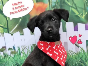 Cachorro raça  idade 2 a 6 meses nome Max