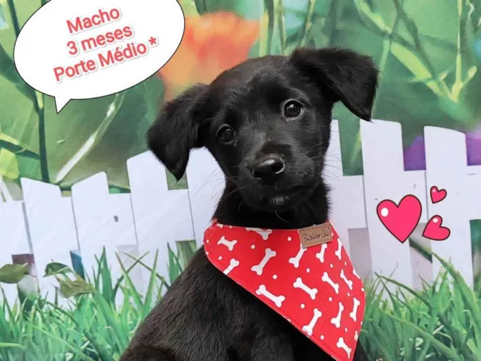Cachorro ra a  idade 2 a 6 meses nome Max