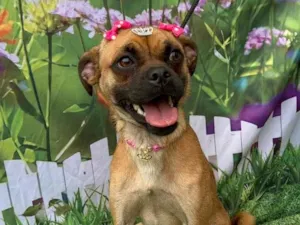 Cachorro raça  idade 1 ano nome Lilica