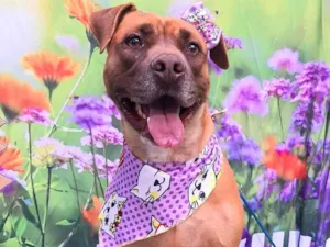 Cachorro raça  idade 3 anos nome Nina