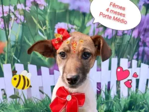 Cachorro raça  idade 2 a 6 meses nome Cristal