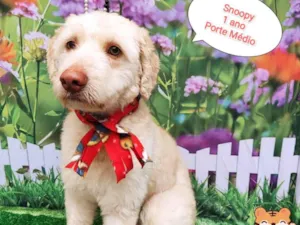 Cachorro raça  idade 1 ano nome Snoopy