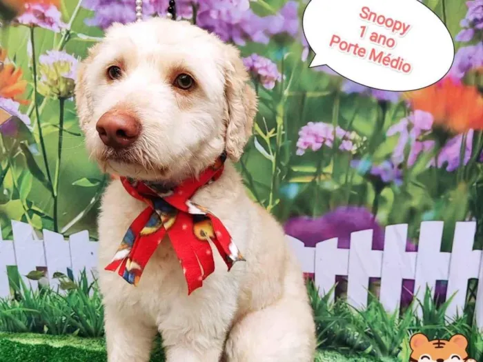 Cachorro ra a  idade 1 ano nome Snoopy